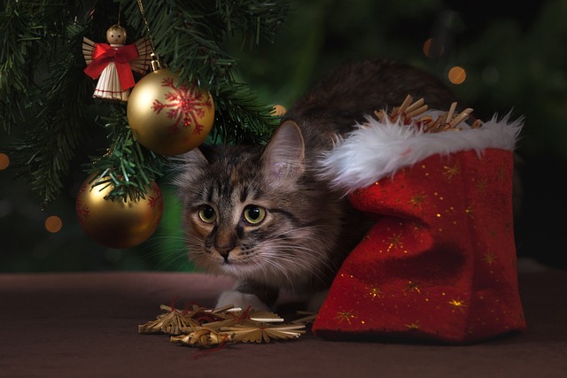 Vianočná mačka