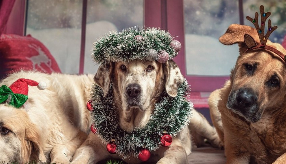 Vianoce pre našich najlepších priateľov: Zvieratká!