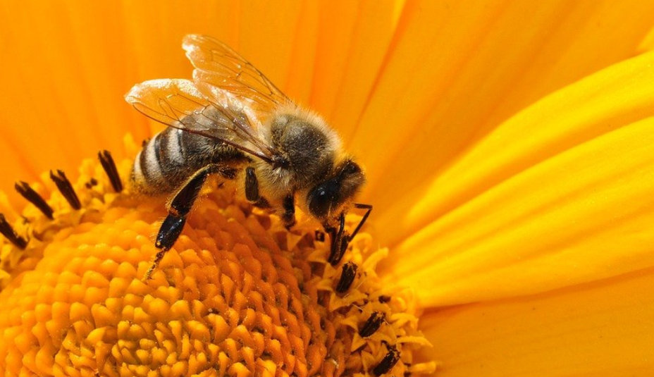 Včela medonosná (Apis mellifera): Biológia, Chov a Výzvy v 21. storočí