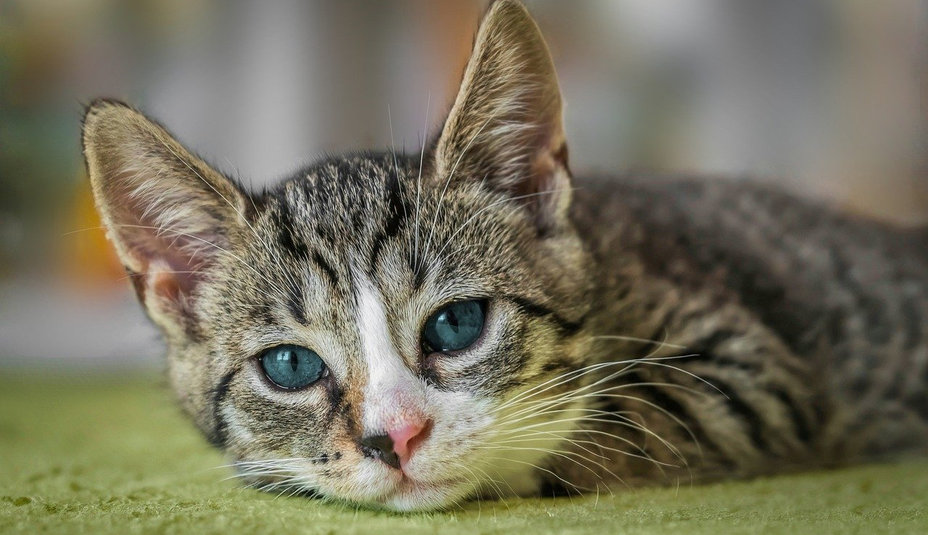 Gardióza: Ochorenie a jeho prejavy u mačiek