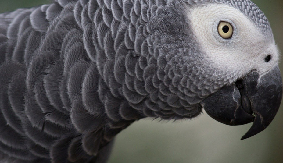 Chov papagája Žako: Príručka pre Milovníkov Exotických Vtákov