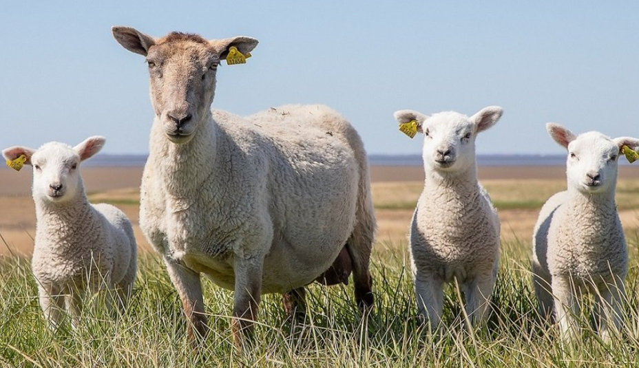 Chovateľské okienko: Domáci chov oviec