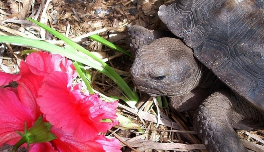 Chov suchozemských korytnačiek: Spoznajte ich svet a potreby