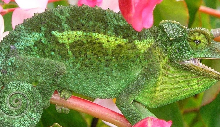 Ako správne chovať chameleóny: Praktický sprievodca pre nových chovateľov