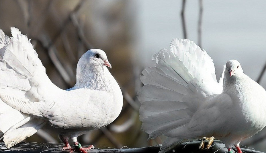 Chovateľské okienko: S vášňou pre holuby?