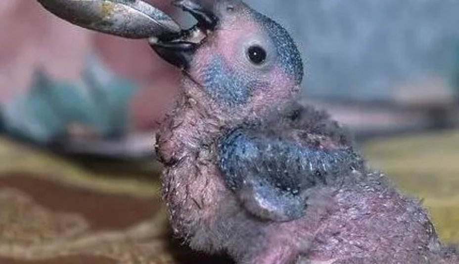 Umelý odchov papagájov: Ako úspešne vychovať opereného kamaráta