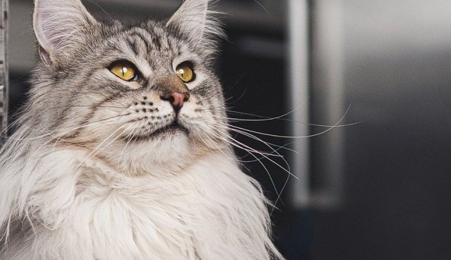 Mainská mývalia mačka: Krása a Elegancia v Jednom