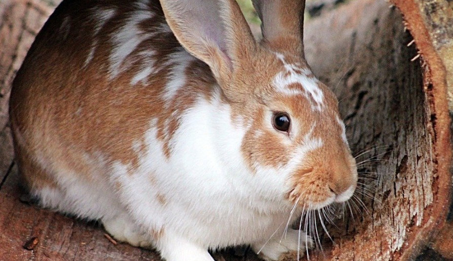 Chovateľské okienko: Zdravý a spokojný králik