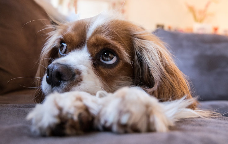 Falošná gravidita u psov: Ako ju rozpoznať, starostlivosť a prevencia