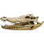 Lebka krokodíla 47,5cm
