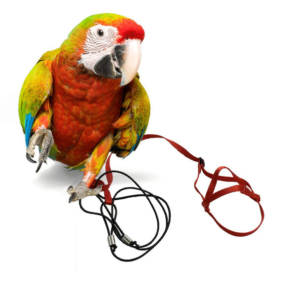 Traky pre papagáje  XL červené