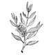 Tea Tree (čajovníkový) olej 100% Bio Alteya 50 ml