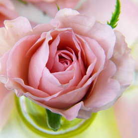Glycerínové mydlo Ruža Kruh Rose of Bulgaria 70 g