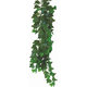 Happet HEDERA HELIX 50cm - rastlina do terária